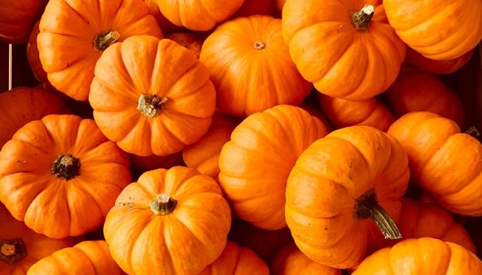 Is Pumpkin A Fruit Or A Vegetable, Fun Facts to Know