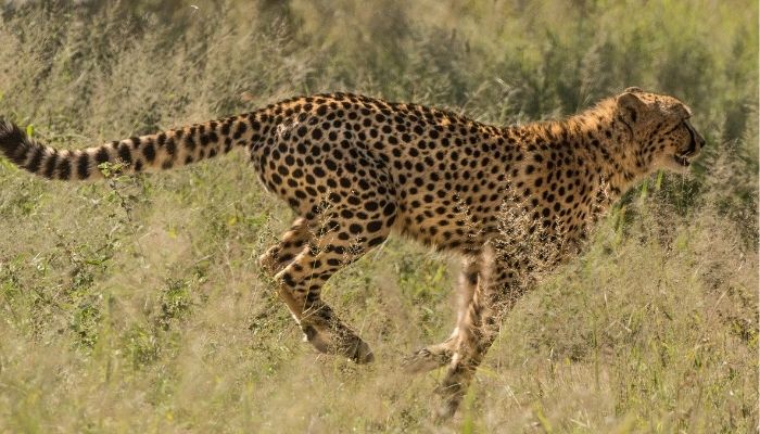 How Fast Can a Cheetah Run? Secrets You Should Know