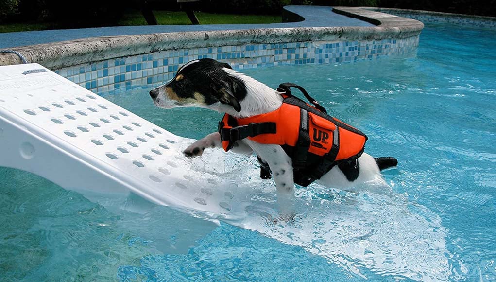 Best-Dog-Pool-Ramp