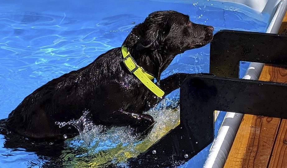 pet-ramp-pool-leg-kit-dog