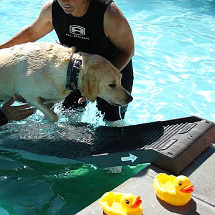 Best Pool Steps (Ramp) for Dogs in 2023 – Reviews & Top Picks