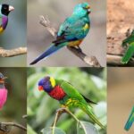 10 Interesting Facts About Australian Birds