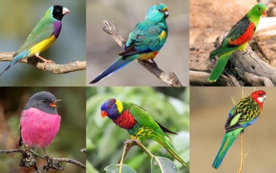 Australian birds